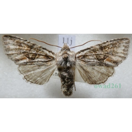 Dichonia convergens (Denis & Schiffermüller, 1775) Czech11j